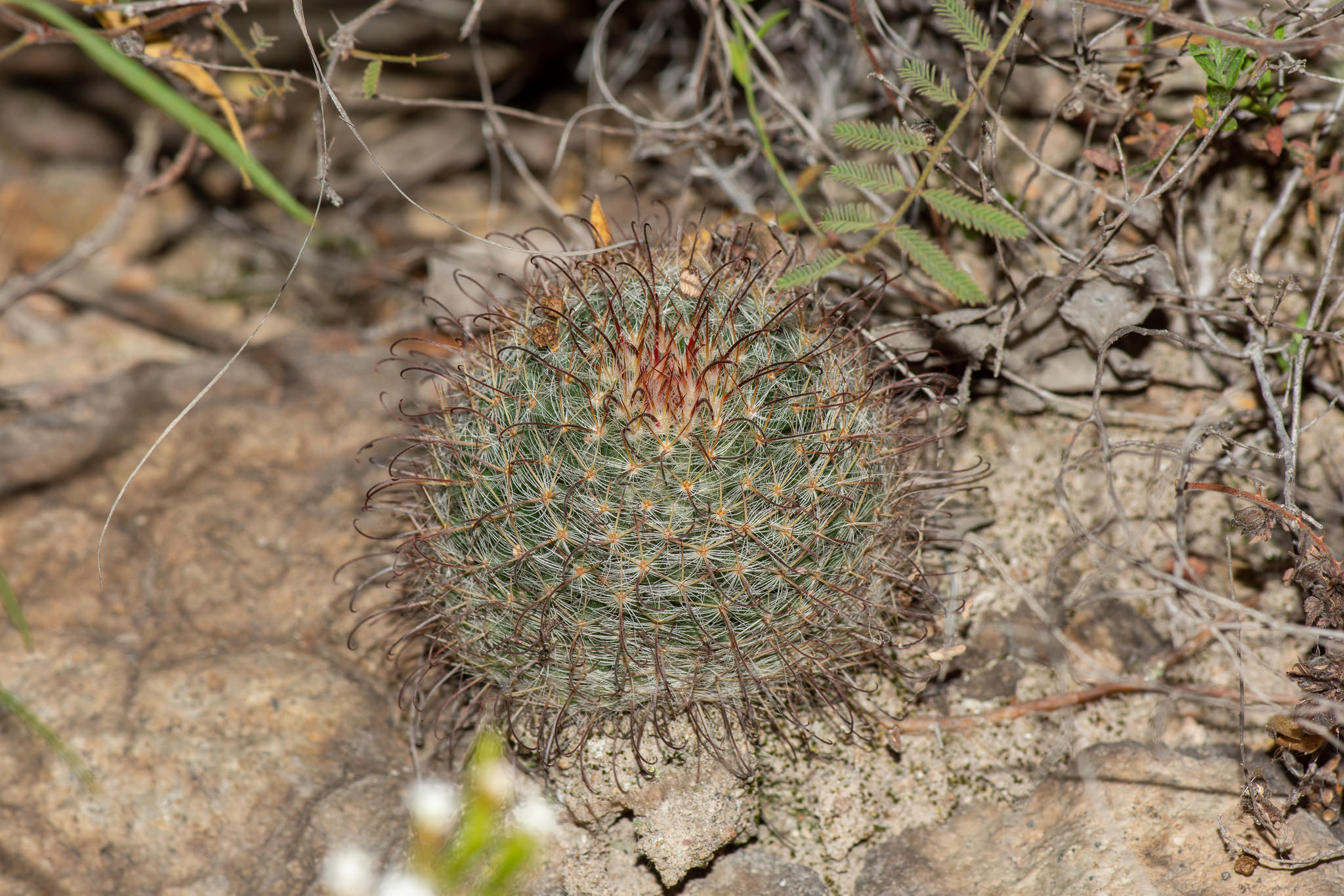 Mammillaria bocasana